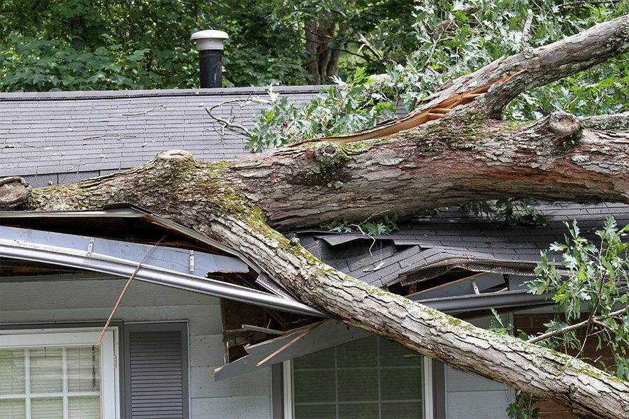 Tree on the roof after a windstorm. Roofing needing repairs from a home improvement company in Springfield, Illinois.