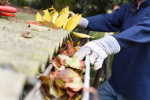 An experienced contractor in Springfield getting fall leaves out of a residential gutter in Springfield, IL.