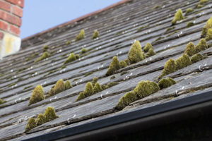 Large clumps of green mold growing on the roof of a residential home needing roof repair in Springfield, IL,